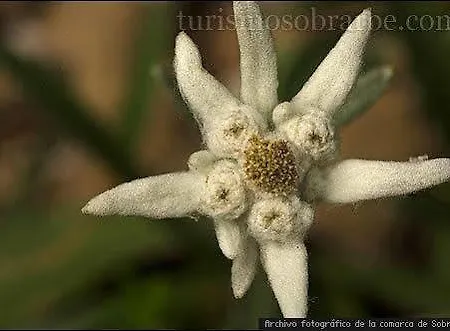 Caserón Baruca Bielsa